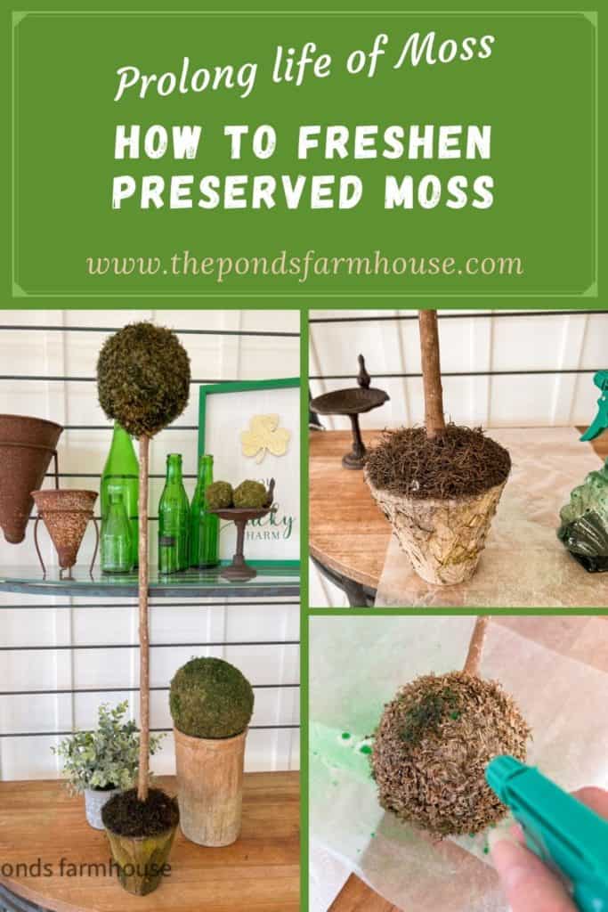 How to freshen preserved moss and update tired looking moss decor.  