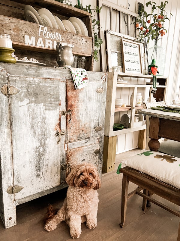 Vintage ice box. St Patrick’s Day decorations with Mini Golden Doodle as a greeter for dinner party