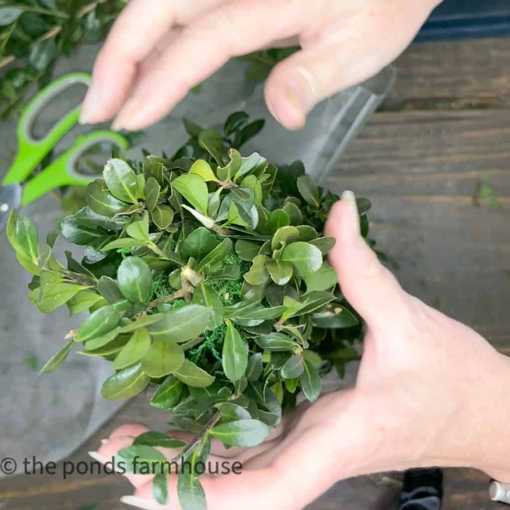 Add fresh boxwood to make Boxwood and Lemon Topiaries