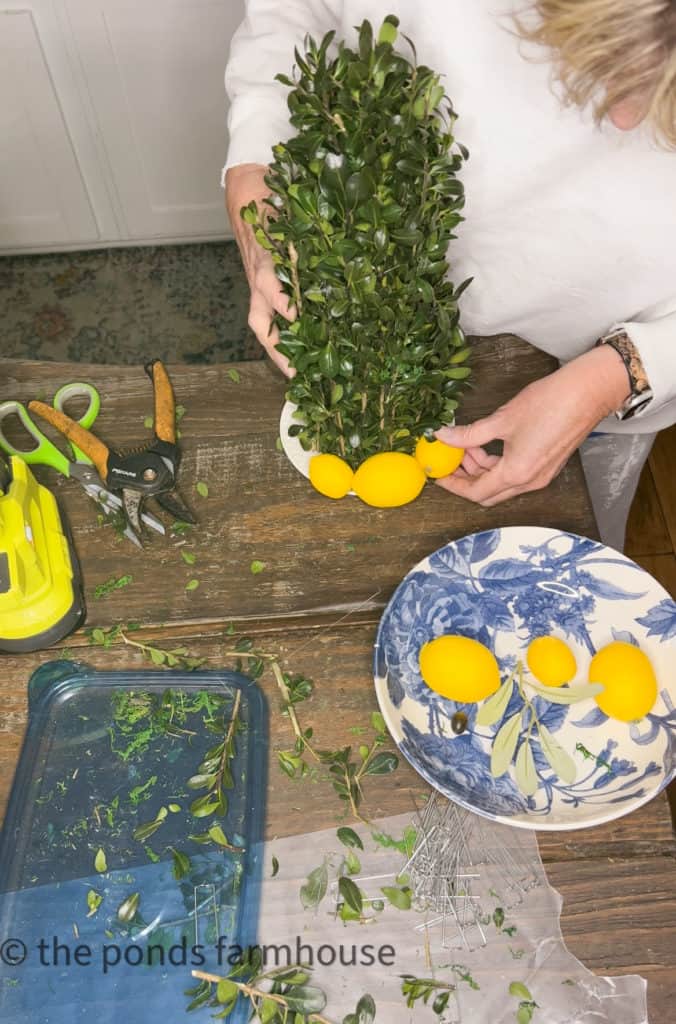 Adding lemons and sprigs of boxwood to the base of the topiary