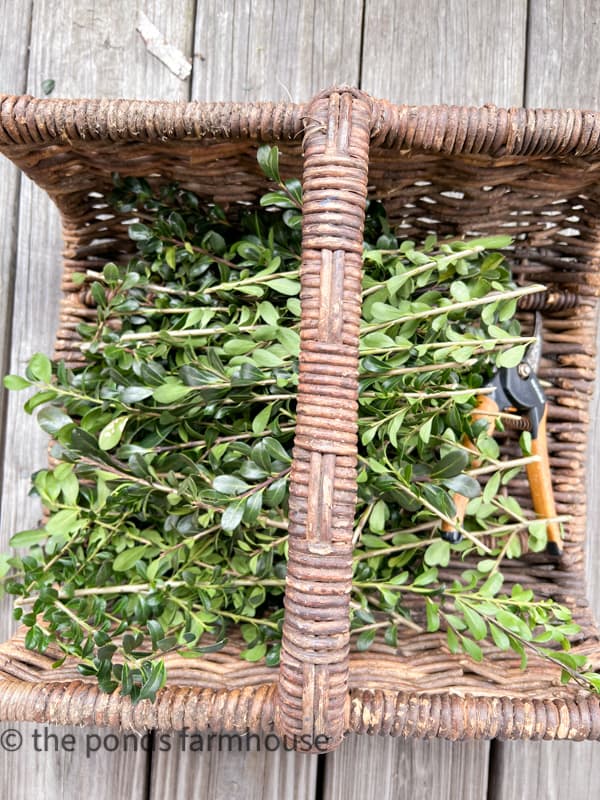 Fresh boxwood cut in a variety of lengths to make boxwood topiaries