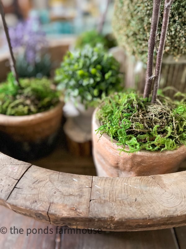 Preserved Moss used to fill pots around plants for DIY Topiary Projects