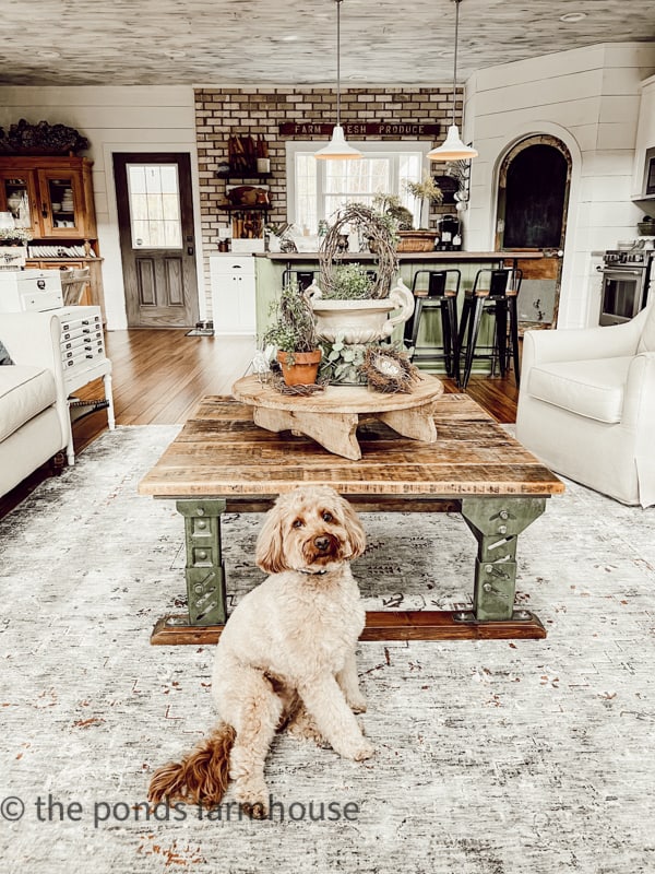 Repurposed coffee table with dog