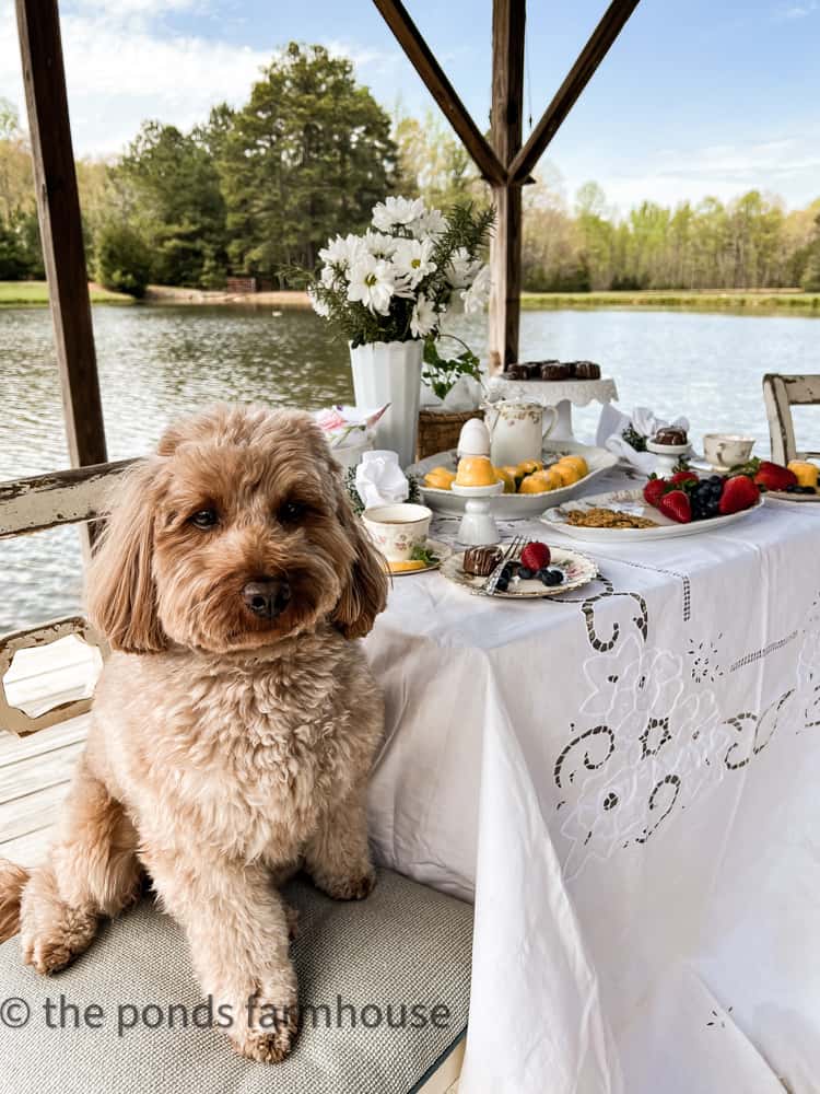 Rudy ready for tea. Tea by the water. Outdoor tea party. Small bites