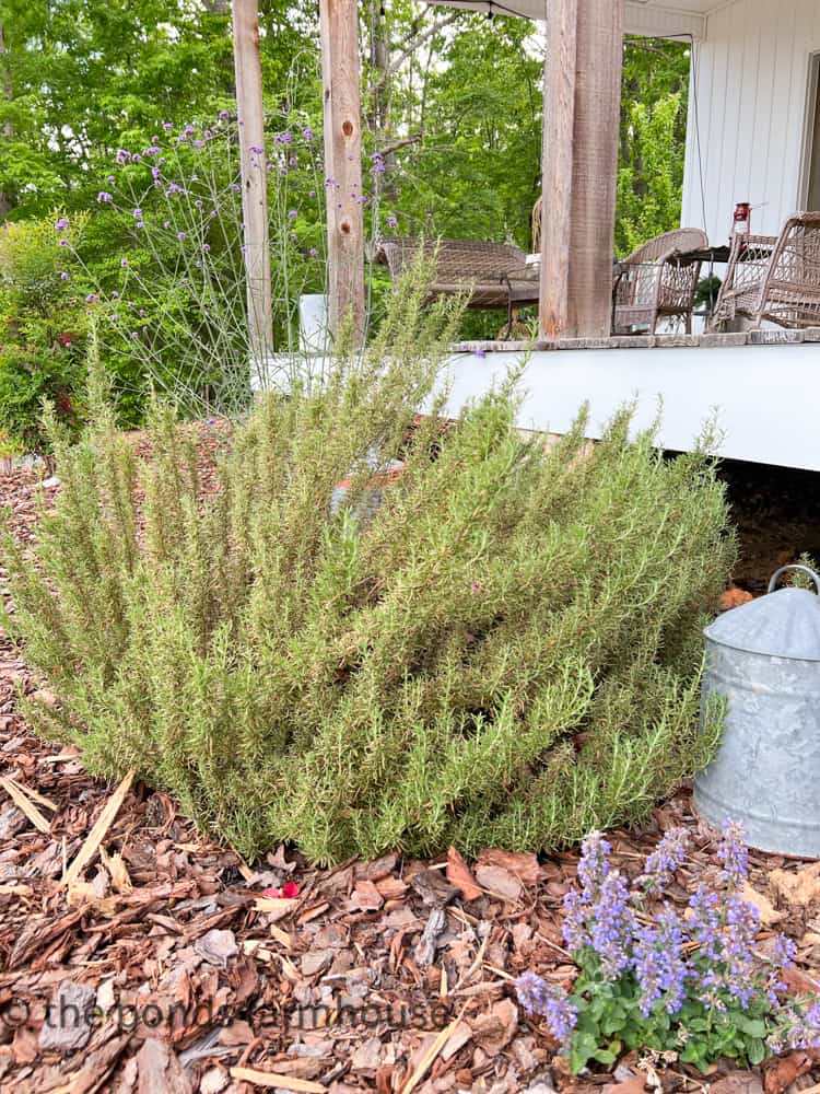 Rosemary is easy to grow and looks good mixed with landscape