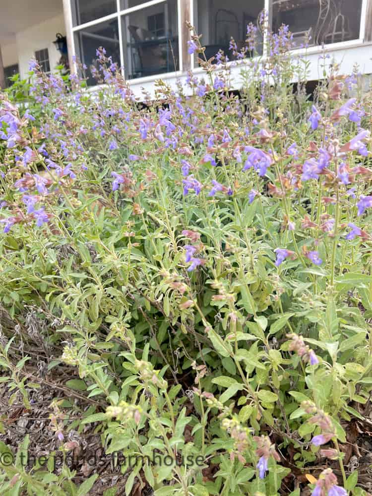 Sage looks great in the landscape.  Best Herb to Grow