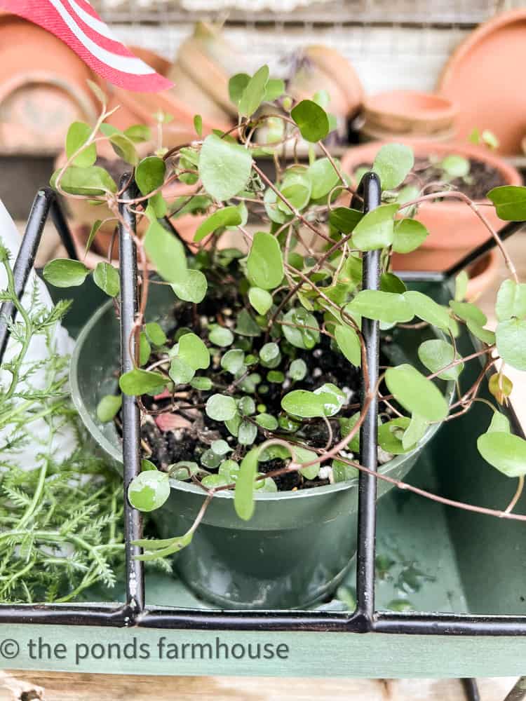 Use vines to herb centerpiece