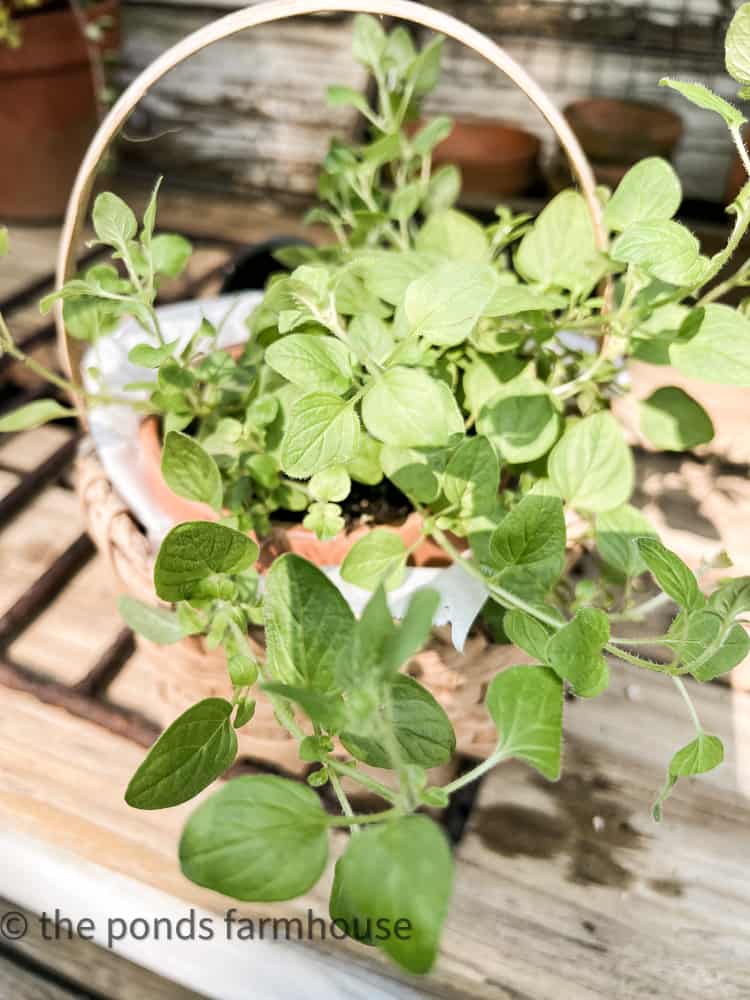 Fresh herbs in basket