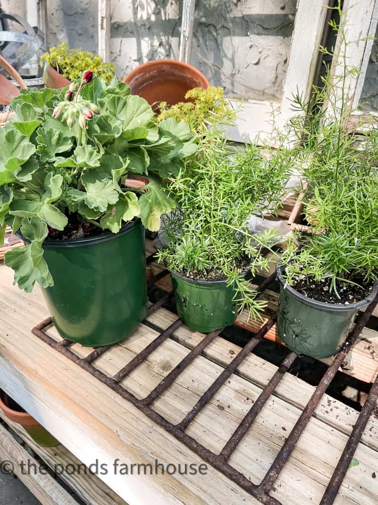 Grill over drainage slots in potting table. Use a plastic tub to catch and save water.