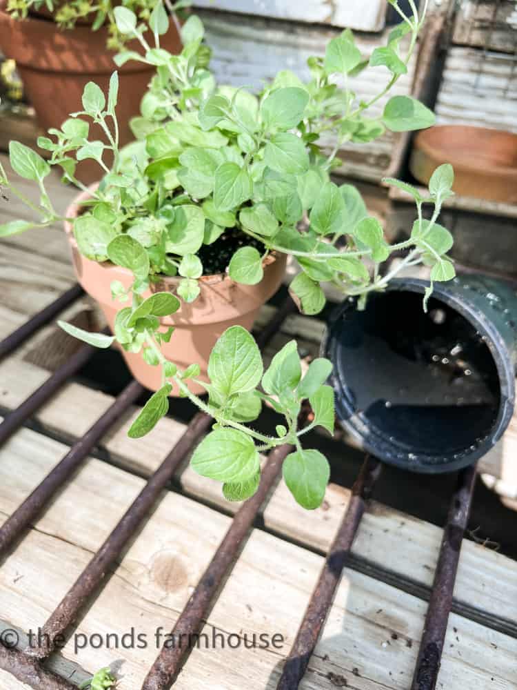 Herbs for centerpiece ideas, drainage area in potting bench