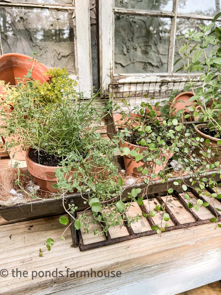 How to Make Herbal Centerpiece ideas, potting bench with herb display.