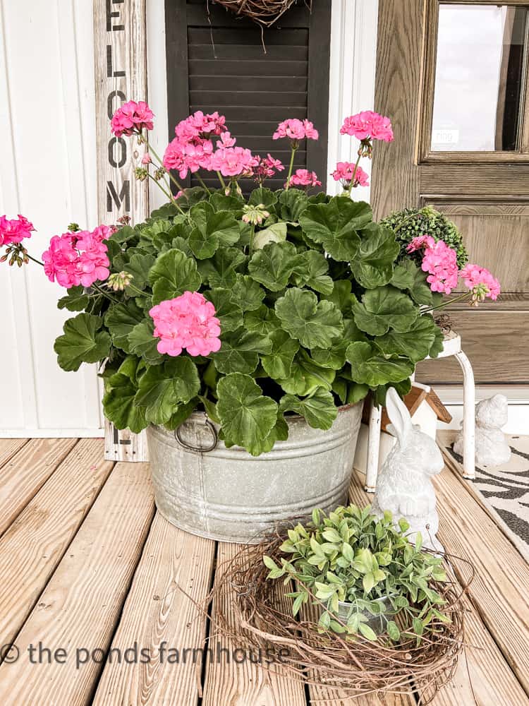 vintage galvanized tub with pink geraniums on front porch.