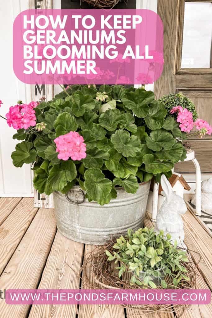how to keep geraniums blooming all summer and more.