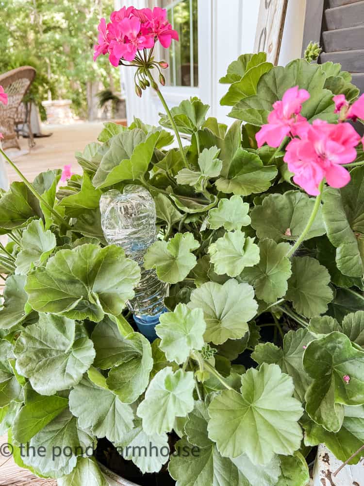 How to Keep plants watered while on vacation.