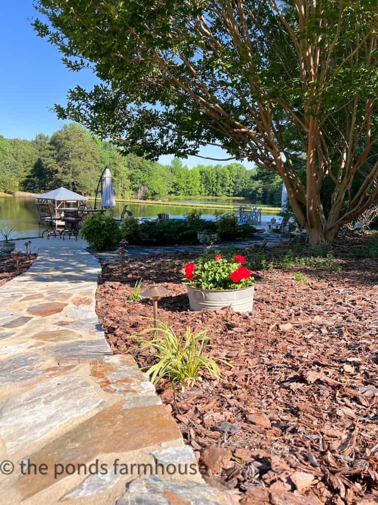 Galvanized Tub Planter beside sidewalk leading to the pool filled with geraniums.  Landscape with Galvanized buckets and baskets.