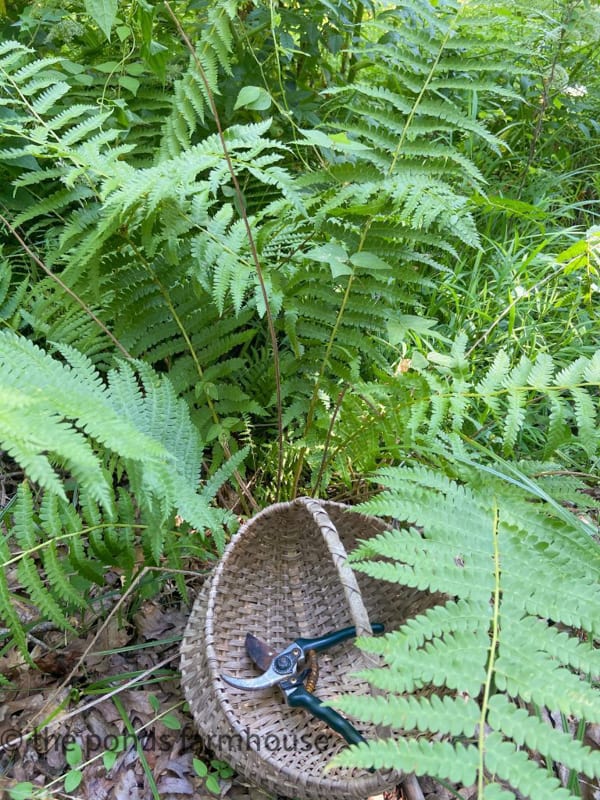 Wild ferns are great for flower arrangement for free home decor.