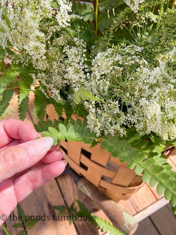 Fill in queen anne's lace arrangement with additional wild ferns for a rustic free wildflower arrangement.