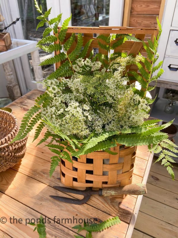 Cheap and Easy Queen Anne's Lace Flower Arrangement with wildflowers in a wall basket planter.