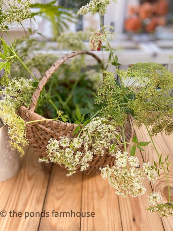 Queen Anne's Lace gathered for flower arrangement  with wild fern for a free floral arrangement.