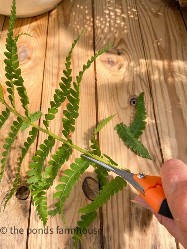 Make fresh cuts to fern stems and remove stems