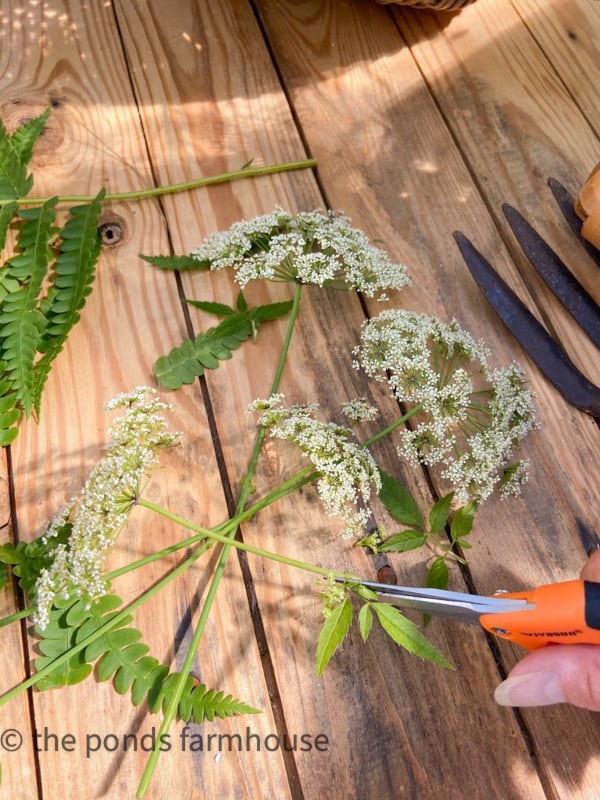 Make fresh cuts to queen anne's  lace flowers before making a flower arrangement. 