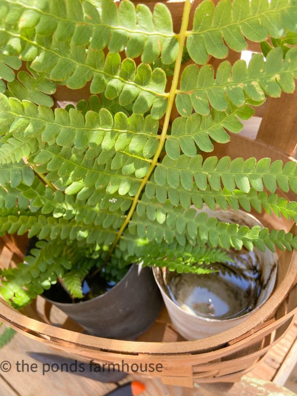 Place wild fern in water filled tin cans 