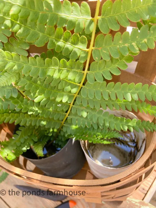 Place fern in water filled tin cans 