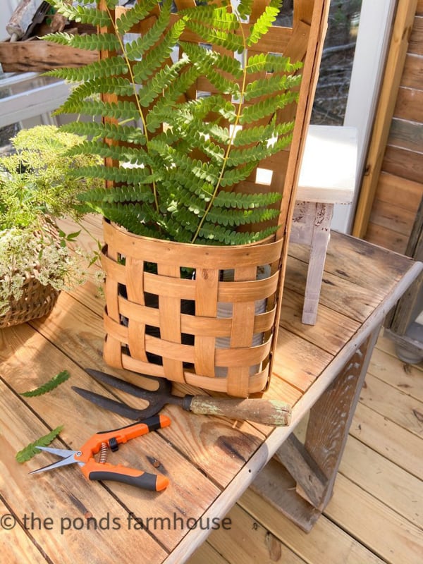 Use wild fern in queen anne's lace flower arrangement in a tobacco basket wall arrangement.