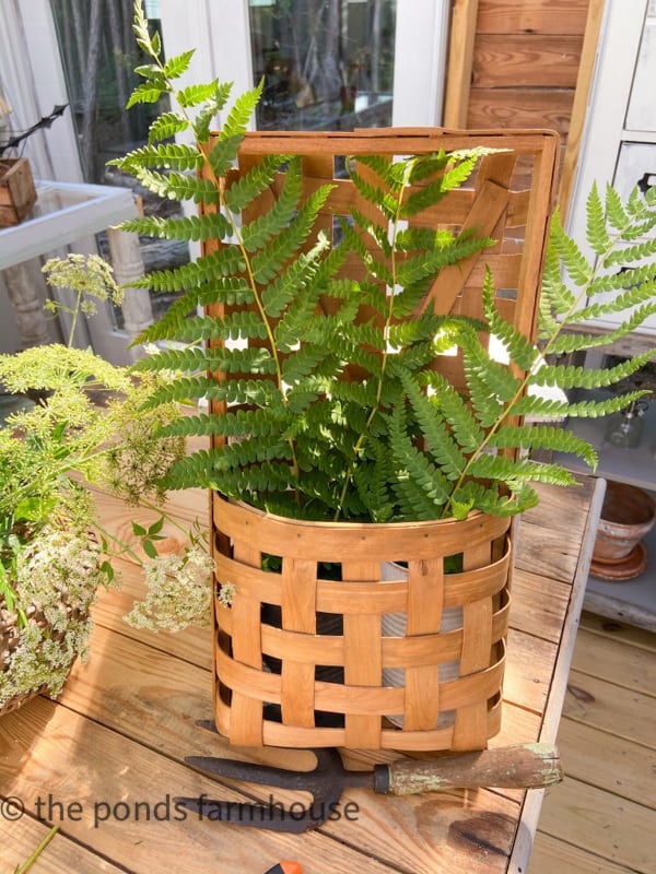 wild Ferns make great filler for flower arrangements in a tobacco basket arrangement.