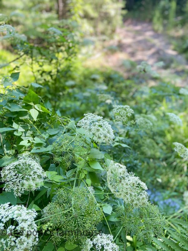 Queen Anne's Lace Flower found in the wild for a free flower arrangement. Rustic Basket Flower Display