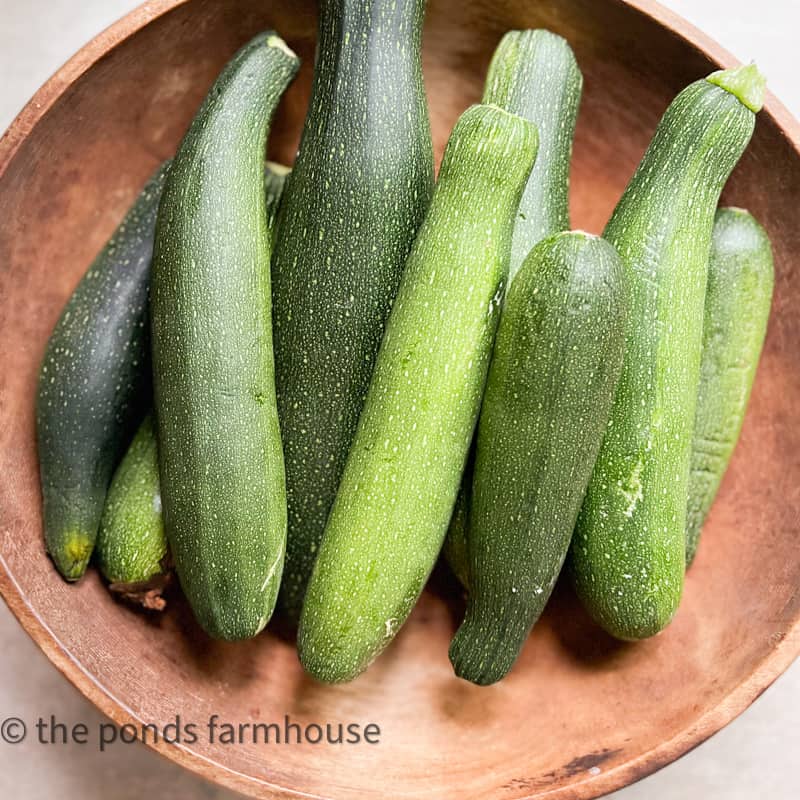 Fresh zucchini gathered from my garden