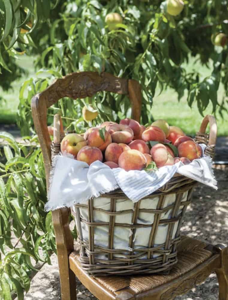 Fresh Peaches, peach baskets, Picking peaches