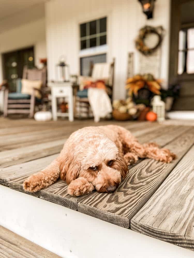 Mini Golden Doodle lying on Farmhouse Front Porch Decorated for Fall