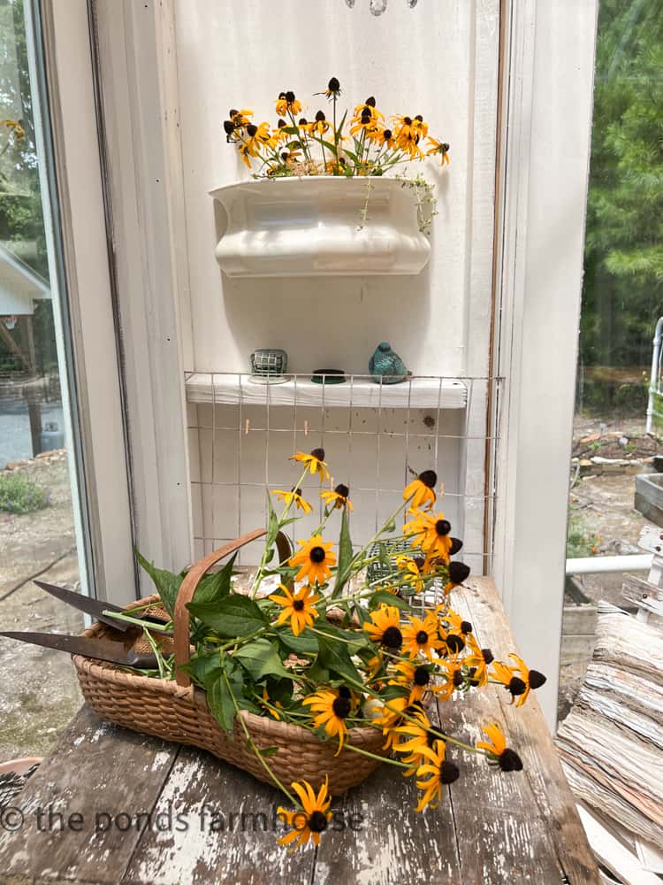 Sunflower Color in these Black Eyed Susans in a basket with a ironstone planter filled with blooms in greenhouse