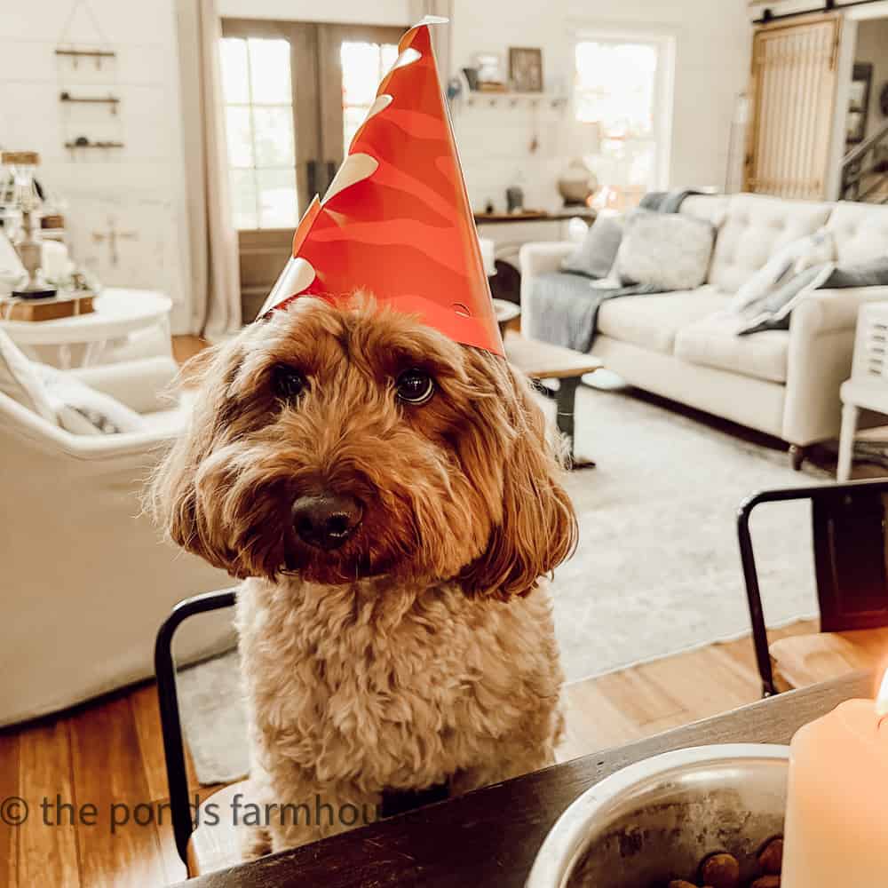 Mini Goldendoodle Rudy's 4th Birthday Party.  He isn't happy with the hat on.  