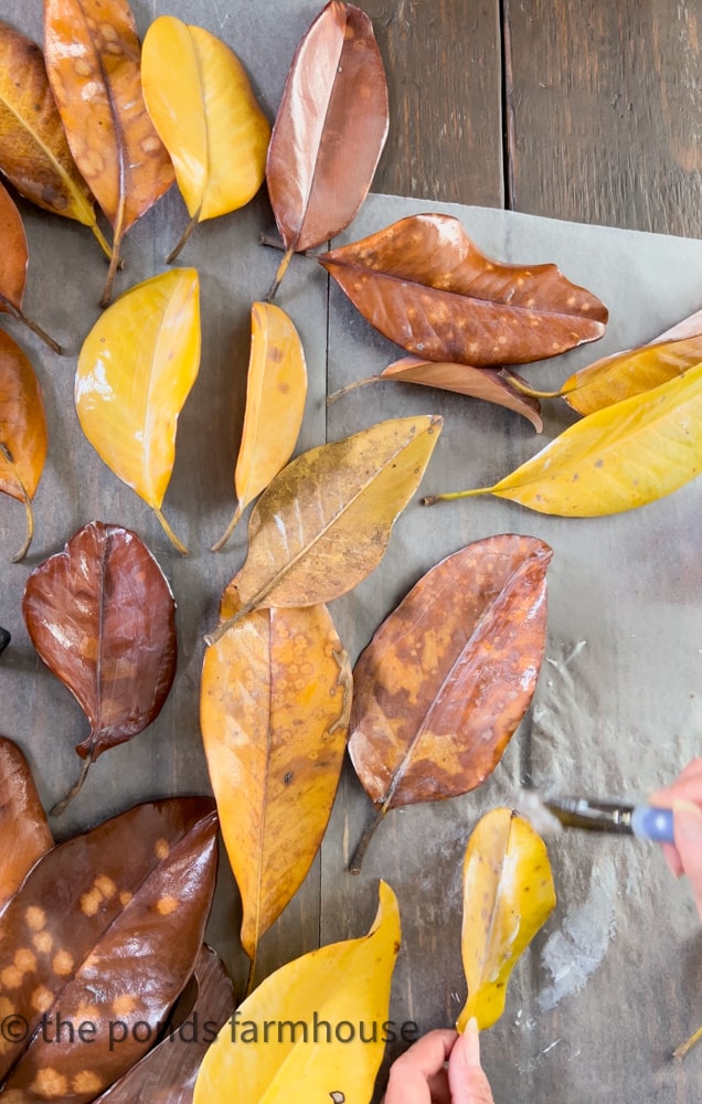 Forage for a combination of fall magnolia leaves to make a preserved leaf fall wreath. 