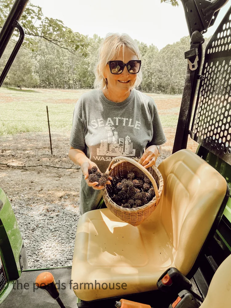 Hunt and Gather Sweet Gum Balls from under sweet gum trees for DIY Craft Project with John Deere Gator 
