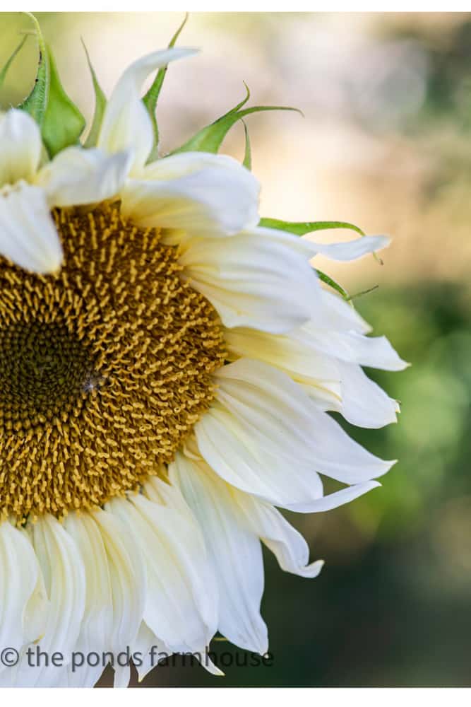 There are many Sunflower Colors however, the yellow and white sunflowers are the most popular. 