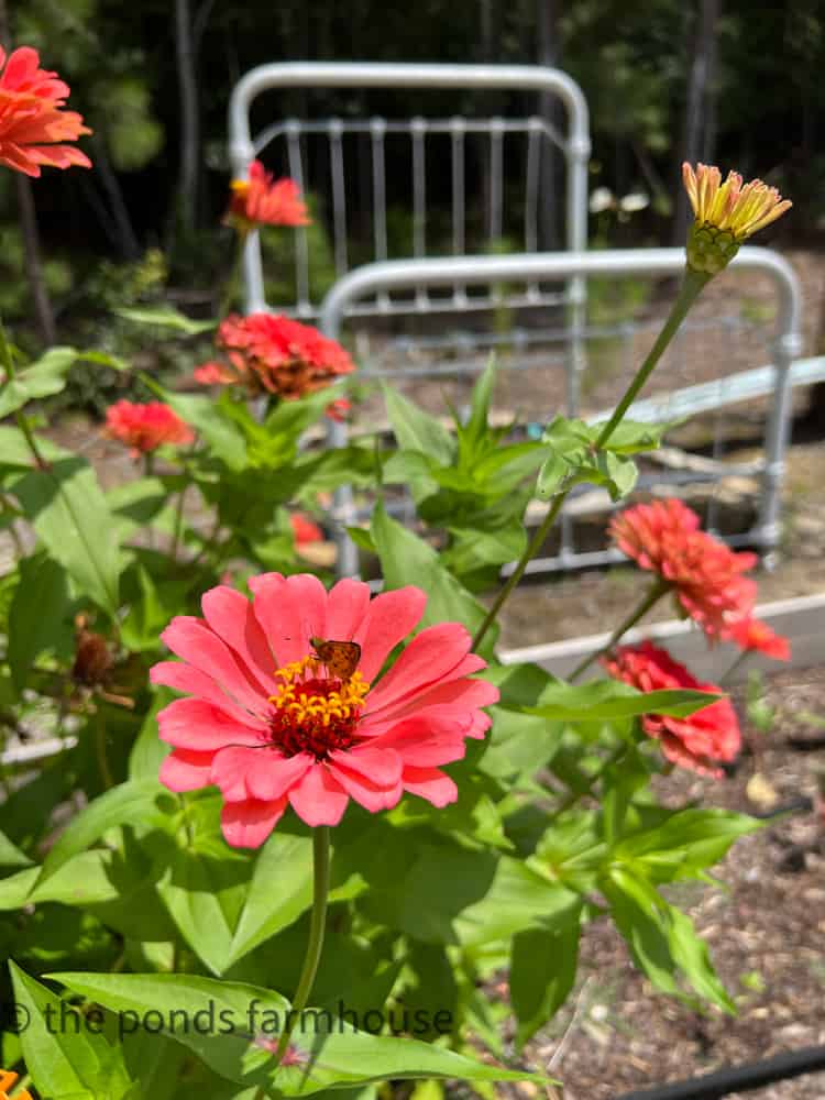 Zinnias  in full bloom for late summer. 