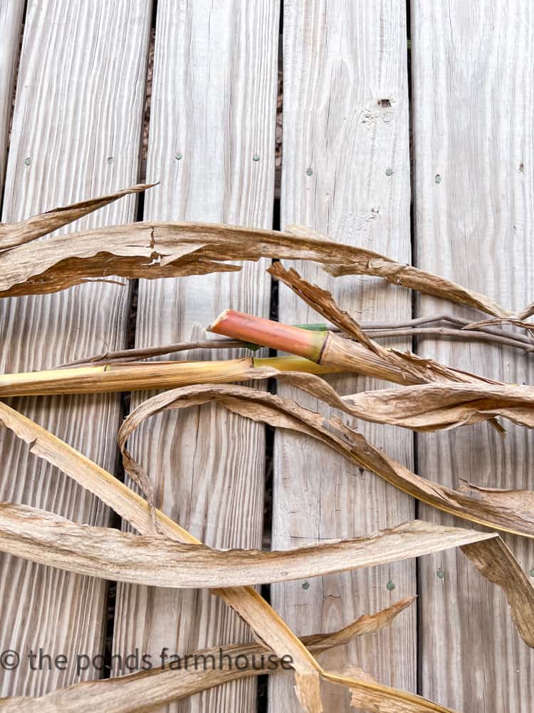 Assemble corn stalks decor using dried stalks and grapevine.  Farmhouse fall decorating.