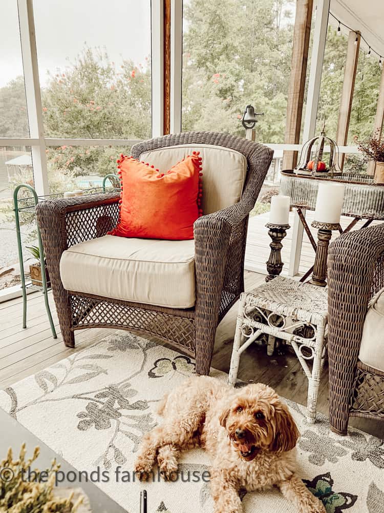 Screened porch with burnt orange fall pillow and Rudy - Mini golden Doodle resting on the porch.