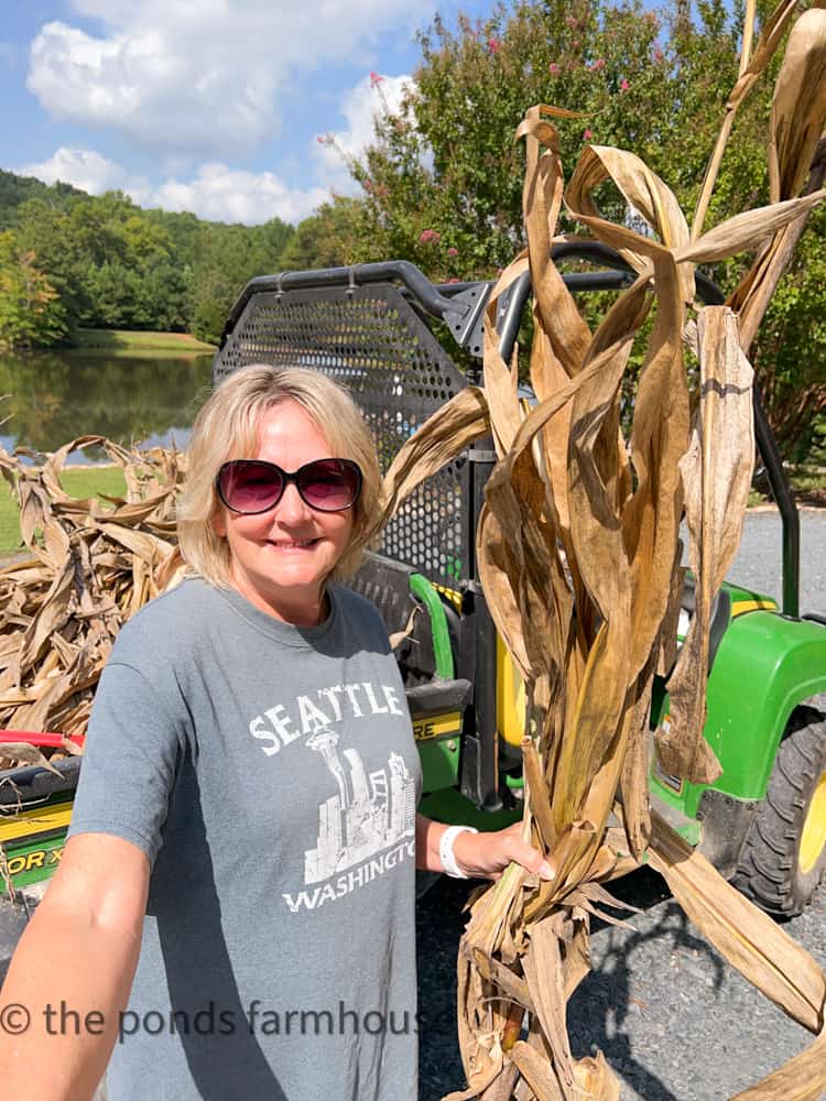 Gather Free Corn Stalks for Fall Crafts and DIY Projects for Autumn Decorating and Home Decor