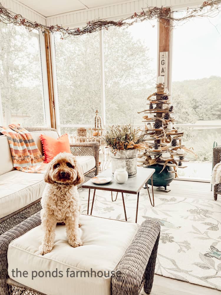Rudy our Mini-Golden Doodle loves the screened-in porch 