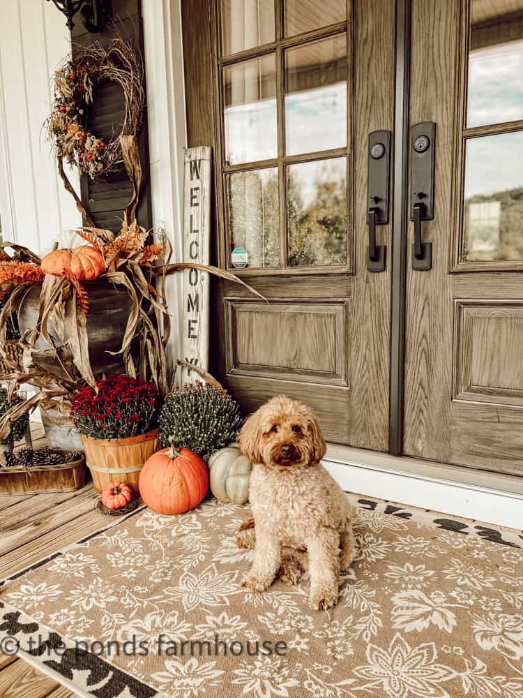 https://www.thepondsfarmhouse.com/wp-content/uploads/2022/09/Rudy-on-rug-by-front-doors-with-mums-in-background-Cozy-Front-Porch-Ideas.jpg