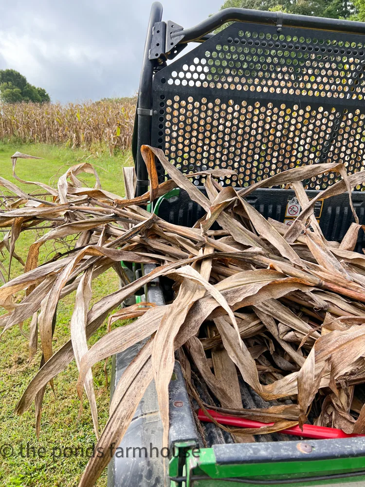 John Deere Gator filled with freshly gathered corn stalks.  