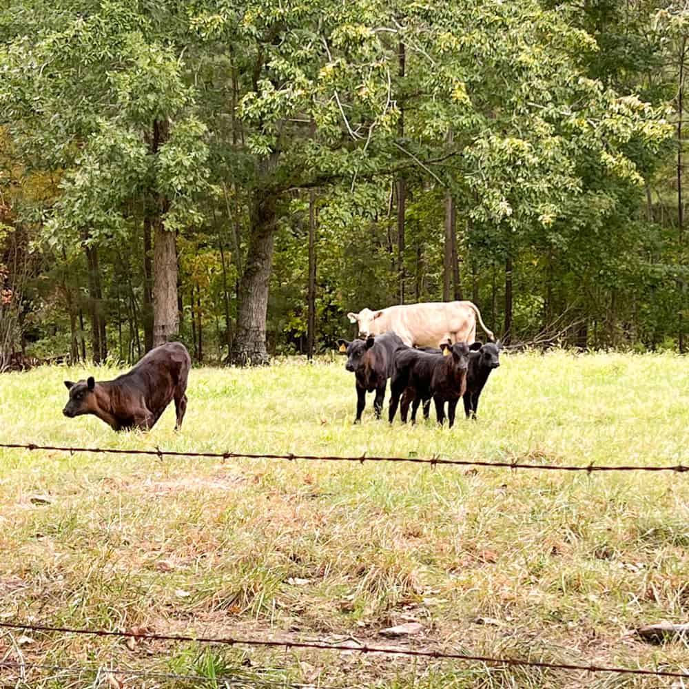 three calves in pasture at the end of the dirt road.