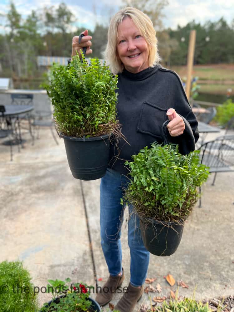 Cut ferns back to overwinter ferns successfully.