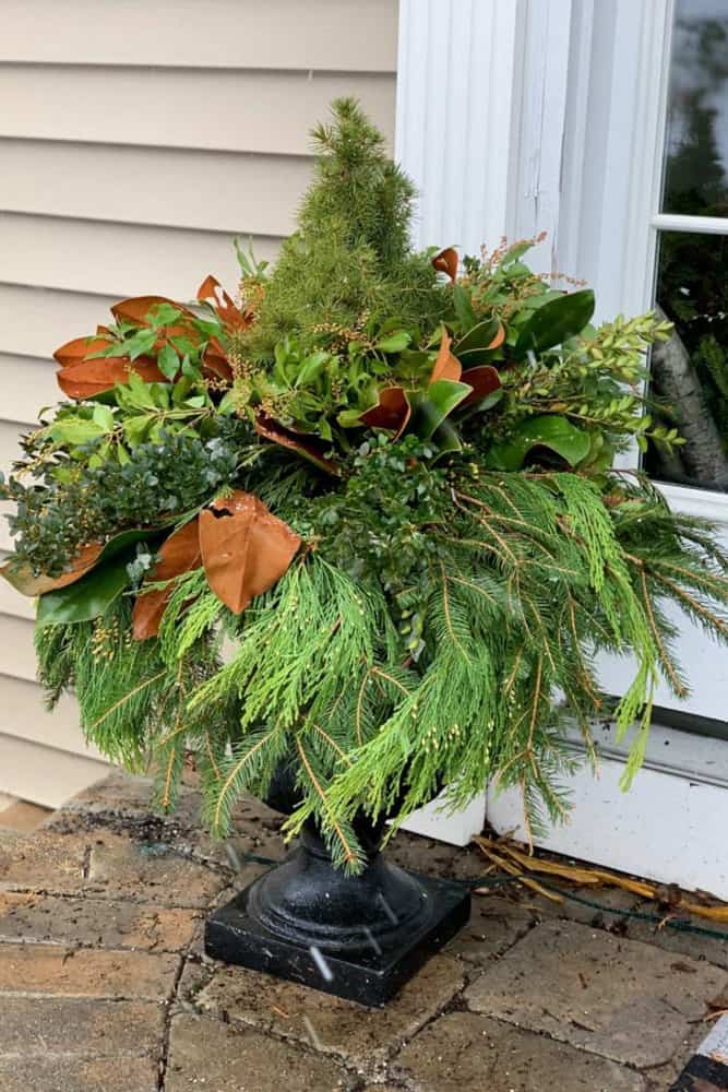 A combination of Fresh Christmas Greenery makes these planters festive for the Holidays.