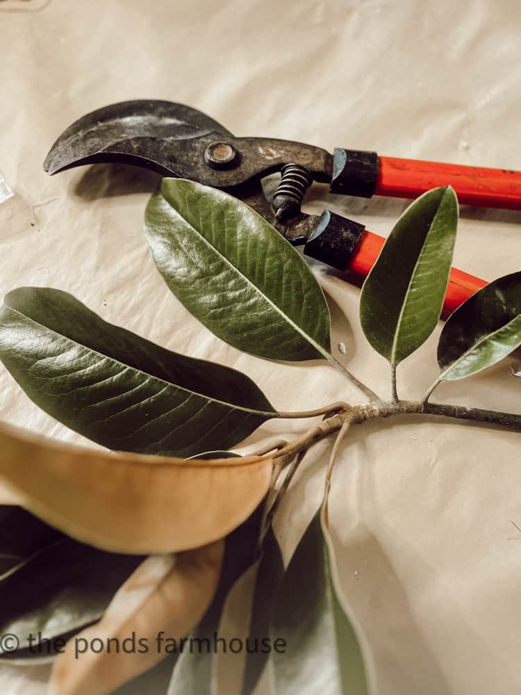 Fresh cut magnolia leaves