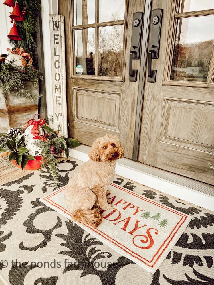 Mini-Goldendoodle Rudy is ready to greet you for Front Porch Christmas Tour.
